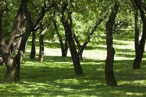 park loofbomen foto