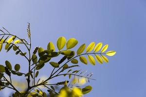 gebladerte boom, close-up foto