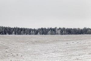 winterlandschap met bos, foto