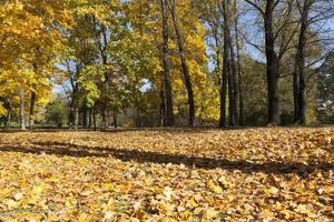 mooie herfst, park foto