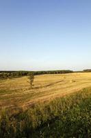 het veld waar granen groeien foto