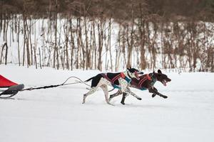 rennende wijzerhond op sledehondenraces foto