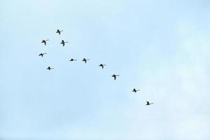 zwerm vogels, zwanen vliegen in de blauwe lucht in v-formatie foto