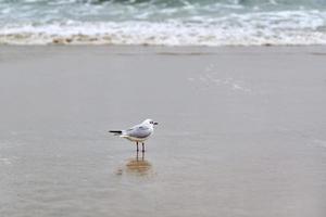 zeemeeuw met zwarte kop bij strand, zee en zandachtergrond foto