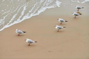 meeuwen lopen op zandstrand in de buurt van de Oostzee foto