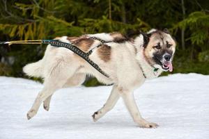 rennende huskyhond op sledehondenraces foto