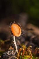 paddestoelen oranje schimmels beker. foto