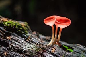 paddestoelen schimmels beker. foto