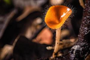 paddestoelen oranje schimmels beker. foto