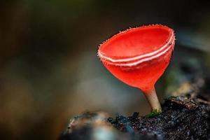 paddestoelen oranje schimmels beker. foto