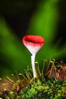 paddestoelen oranje schimmels beker. foto