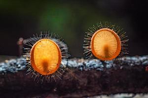 paddestoelen oranje schimmels beker. foto