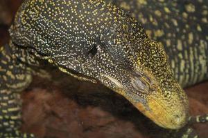 varanus van dichtbij in het wenen tropirium foto