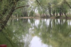 een boom naast een watermassa in szeged foto