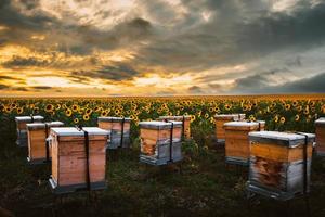 panorama van bijenkorven in de hoek van het zonnebloemveld foto