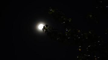 witte maan met wat boomblad geklikt in nachtmodus foto