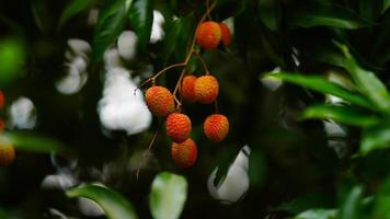 rode en zoete lychee op boom foto