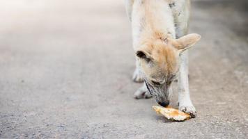 hond at pizzabrood dat op de weg was gevallen. honger van dakloze dieren. dierenbeschermingsconcept. wereld hondendag. foto