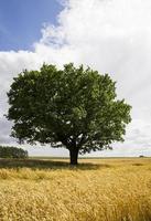 eenzame eik groeit in een veld foto