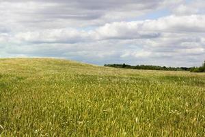 landbouwgebied en bos foto