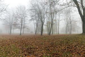 mist in het herfstseizoen foto