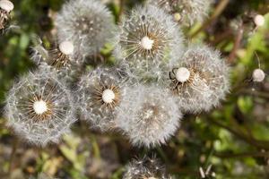 paardebloemzaad, close-up foto