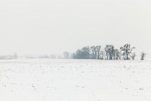 winterseizoen, bomen foto