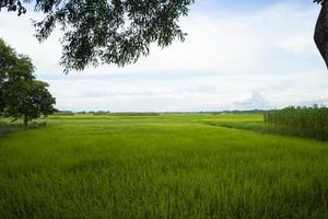 prachtige groene rijstvelden met contrasterende wolkenluchten foto