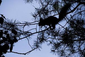 schemering, een eekhoorn in een boom zal springen foto