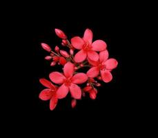 katoenbladige jatropha of peregrina of pittige jatrophabloem. close-up rood-roze exotische bloemboeket geïsoleerd op zwarte achtergrond. bovenaanzicht van kleine bloem bos. foto