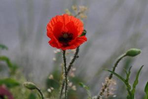 een close up van een rode bloem foto