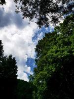 de blauwe lucht en de groene bomen foto