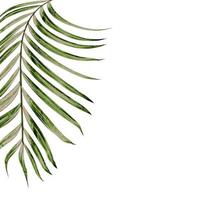 groene bladeren van palmboom geïsoleerd op een witte achtergrond