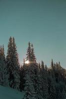 naaldbomen bedekt met sneeuw tijdens zonsondergang foto