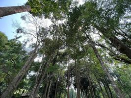 blad boom groen natuur plant foto