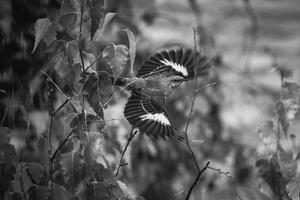 spotvogel tijdens de vlucht foto