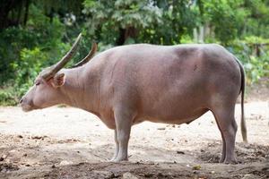 thaise albino buffel thailand roze buffel foto