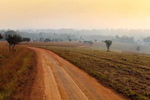 onverharde weg die door het vroege voorjaarsbos leidt op een mistige ochtend in thung salang luang nationaal park phetchabun, thailand foto