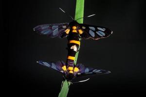 prachtige vlinder die elkaar paren op groen blad foto