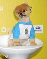 los angeles, 10 jan - jiff the dog at the cw network reikt world dog awards uit tijdens een blafferhanger op 10 januari 2015 in santa monica, ca foto