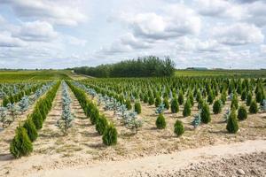 rijen jonge coniferen in kas met veel planten op plantage foto