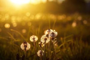 paardebloemen in de gouden stralen van de ondergaande zon als natuurachtergrond foto