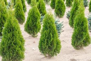 rijen jonge coniferen in kas met veel planten op plantage foto