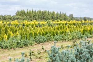 rijen jonge coniferen in kas met veel planten op plantage foto