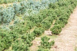 rijen jonge coniferen in kas met veel planten op plantage foto