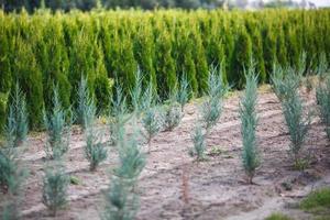 rijen jonge coniferen in kas met veel planten op plantage foto