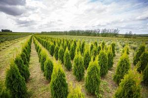 rijen jonge coniferen in kas met veel planten op plantage foto