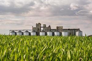 panoramisch uitzicht op agro silo's graanschuur lift op agro-verwerkingsfabriek voor verwerking droogreiniging en opslag van landbouwproducten, meel, granen en graan. foto