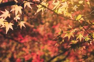 mooie herfst esdoorn bladeren in de natuur, herfstbladeren foto