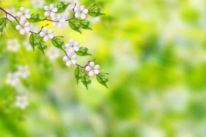 heldere kleurrijke lentebloemen foto